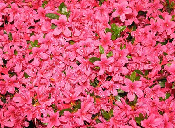 Come curare l'azalea japonica