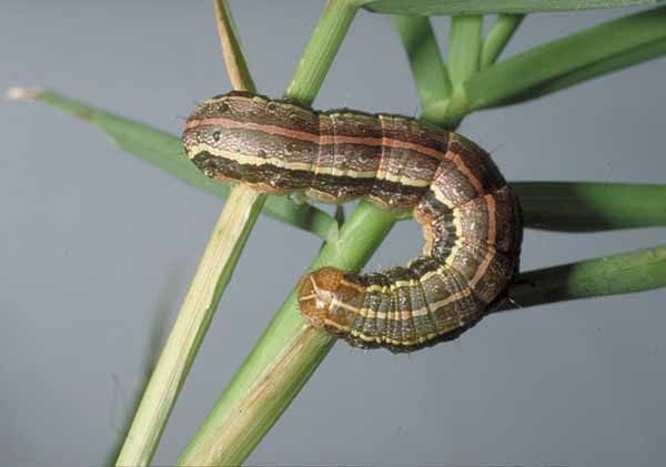Fare la prova su helminths in Rostov
