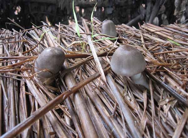 Come allevare funghi