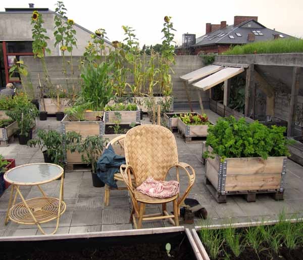 Orto sul balcone: guida completa Orto sul balcone: guida completa
