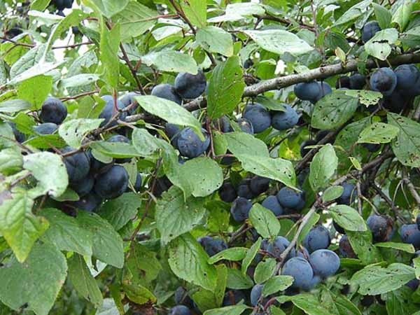Potatura Kiwi corretta - Domande e Risposte Giardinaggio ...