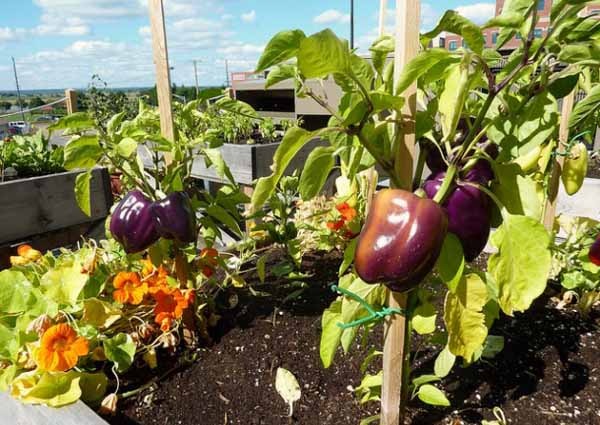 Orto sul terrazzo: guida pratica Orto sul terrazzo: guida pratica