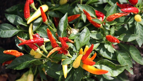 Come curare pianta peperoncino