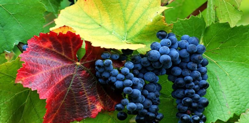 Viticoltura biodinamica