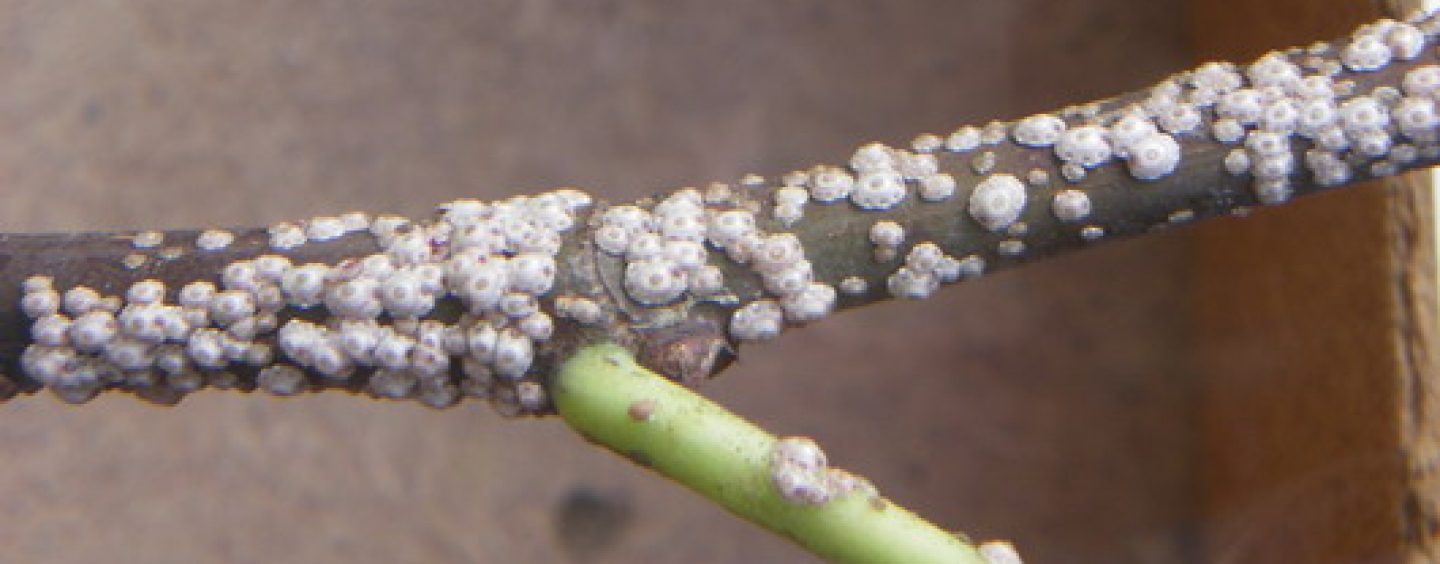 Malattia di fegato di lyambliya
