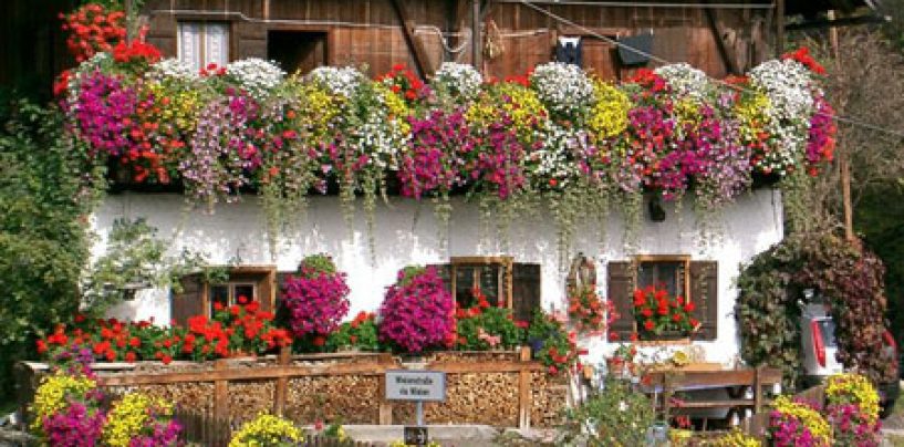 Migliori piante rampicanti da balcone