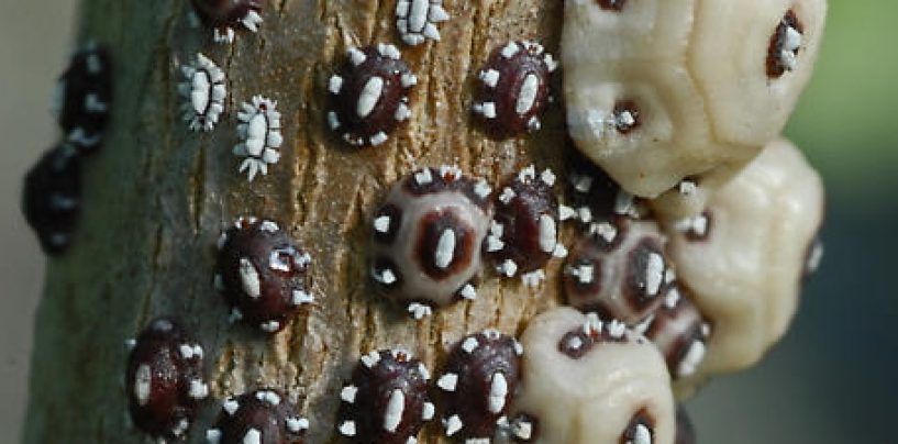 Cocciniglia del fico o ceroplaste