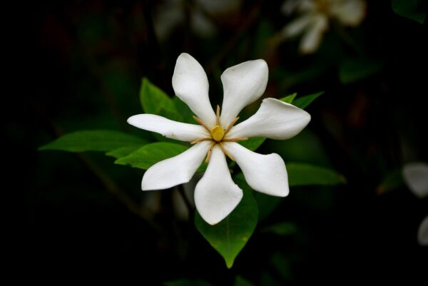 gardenia