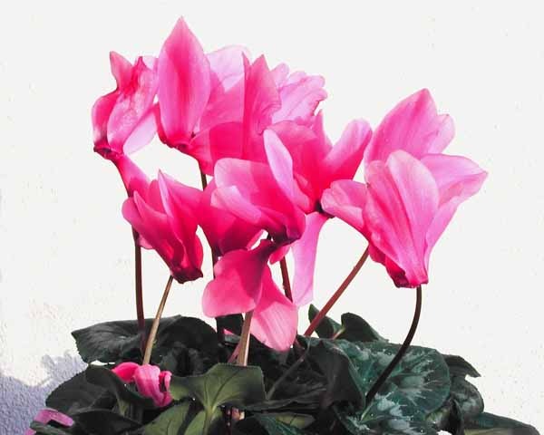 ciclamini