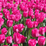 Tulipano: coltivazione e cura