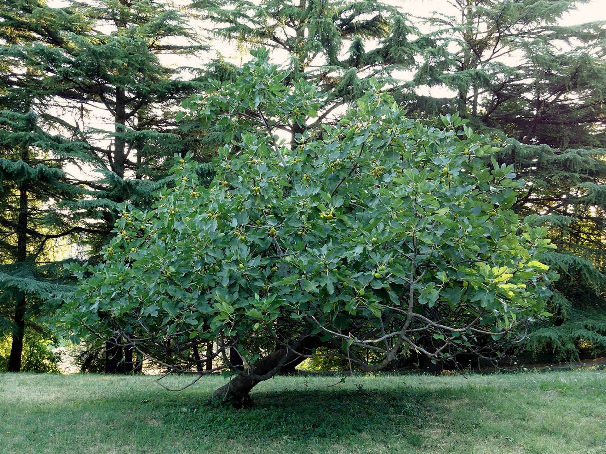 pianta-di-fico Fico domestico