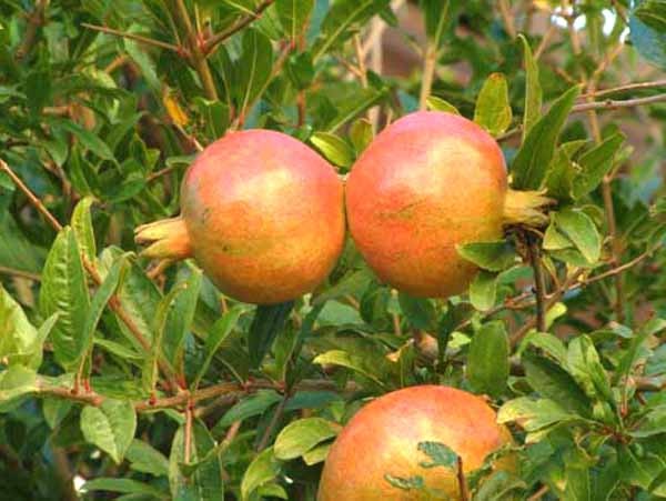 Potatura del melograno 1 Potatura del melograno