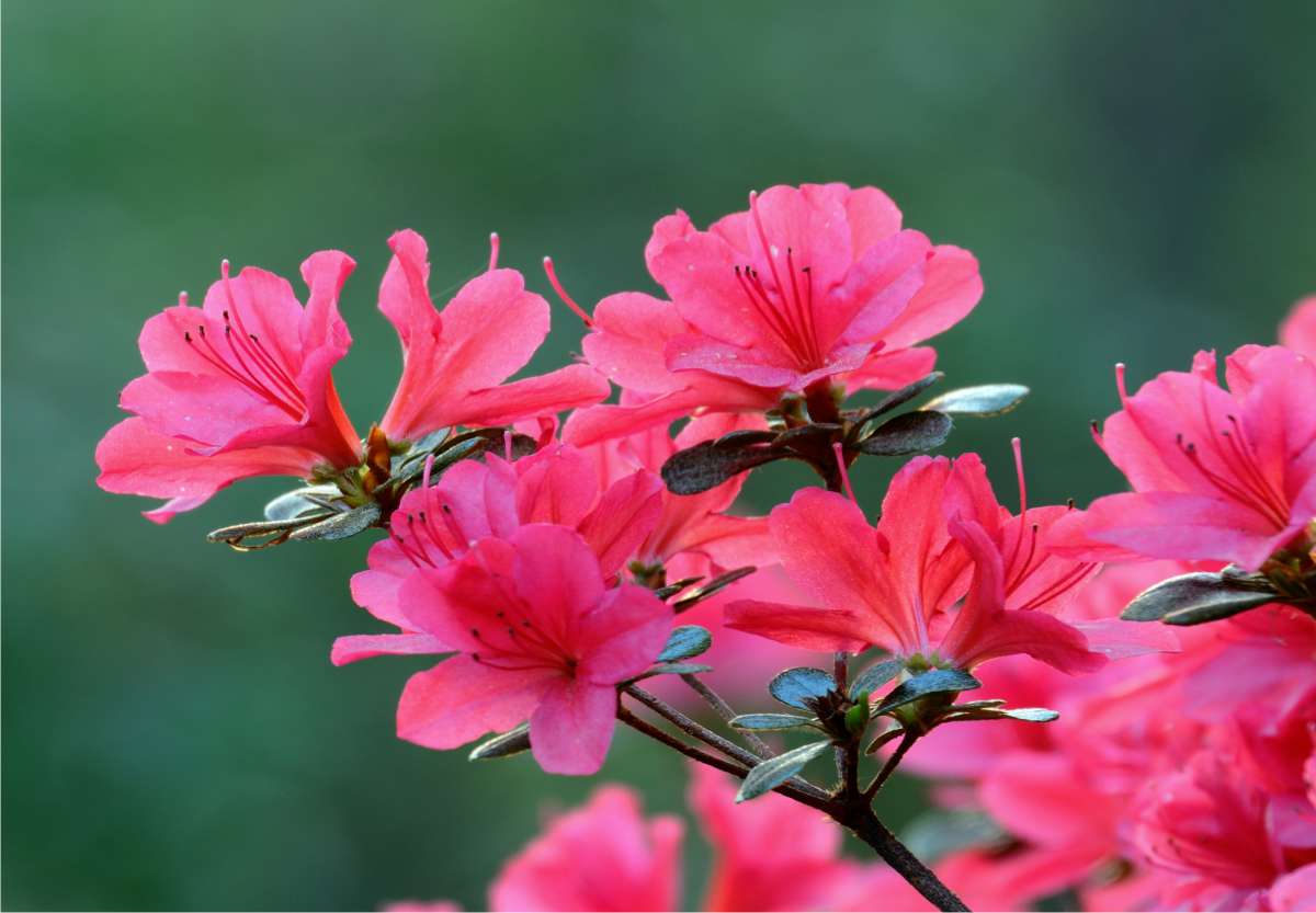 azalea in fiore