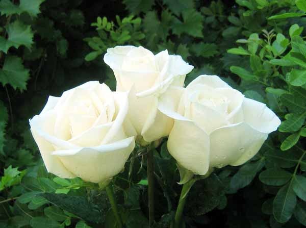 Riconoscere e curare i parassiti delle rose