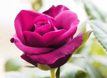 Coltivare le rose in vaso 3 curare le rose