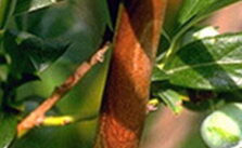 Cancro dei nodi