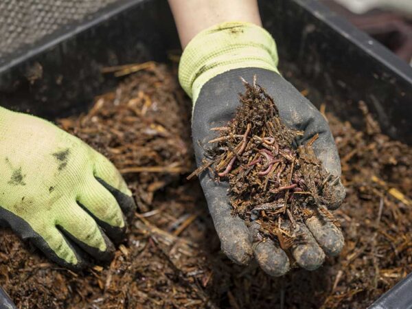 le diverse tipologie di concimi naturali e chimici