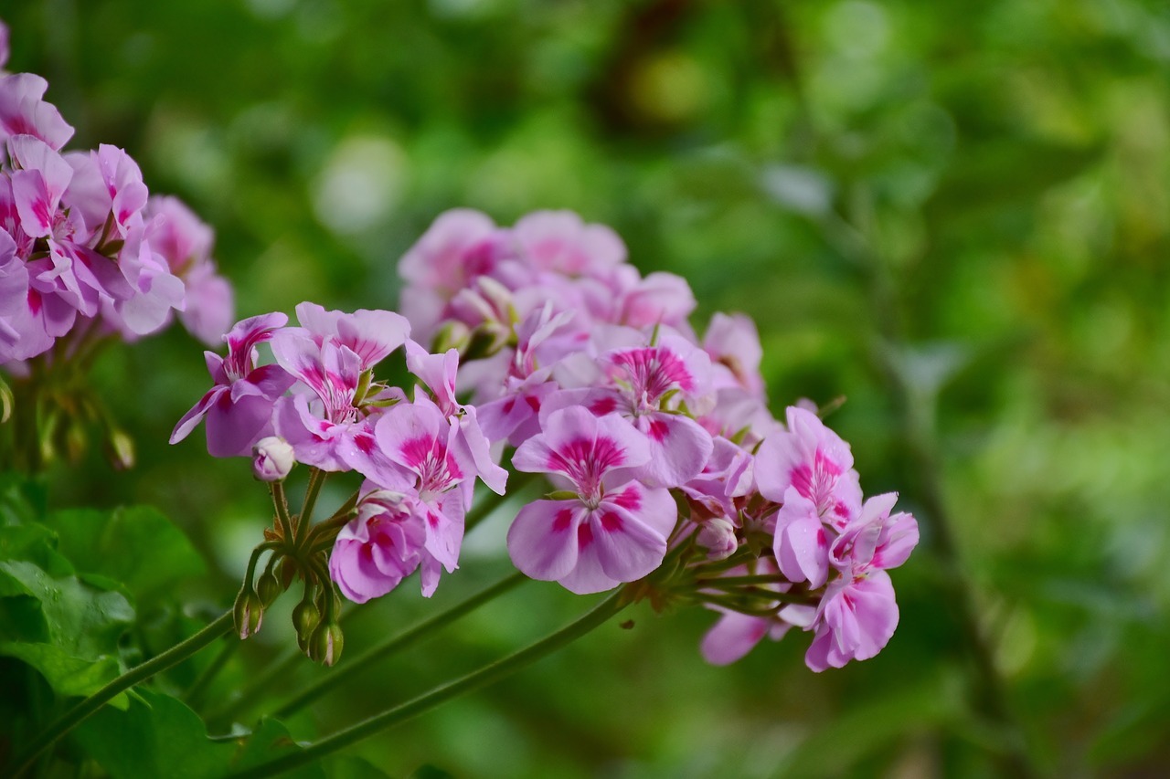 gerani viola