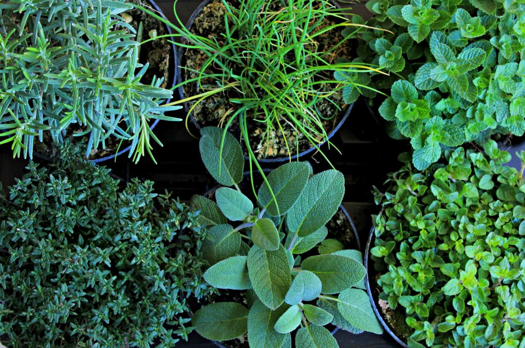 Oidio: come eliminare il mal bianco 2 salvia senza oidio