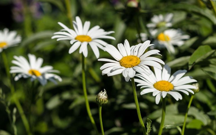 camomilla fiori