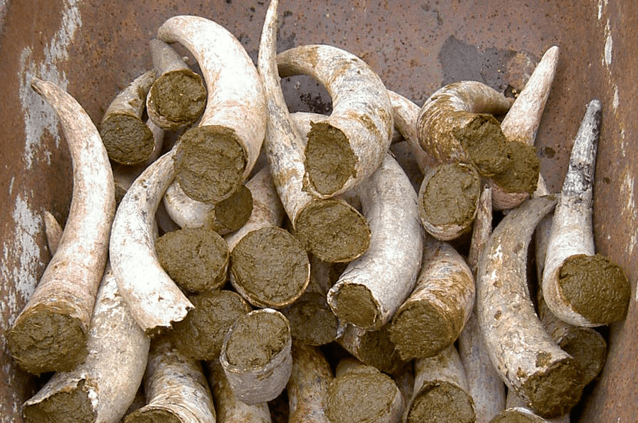 I preparati biodinamici 3 lo sterco di vacca nell'agricoltura biodinamica