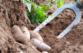 Come coltivare le patate 2 raccolta patate