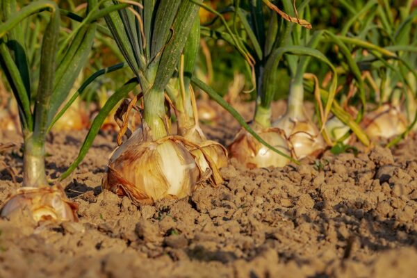 onion 3540502 1280 coltivare facile