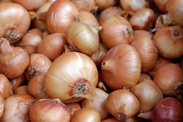 onions 1397037 1280 coltivare facile