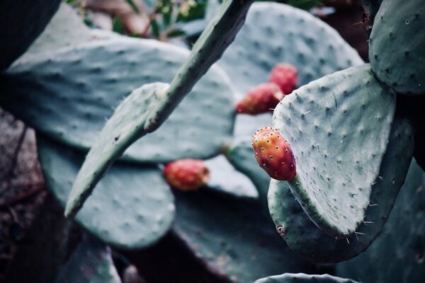 cactus 3874717 1280 coltivare facile