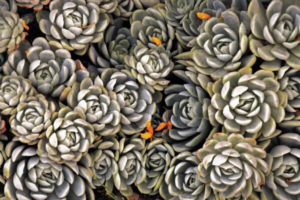 succulents 3693409 1280 coltivare facile