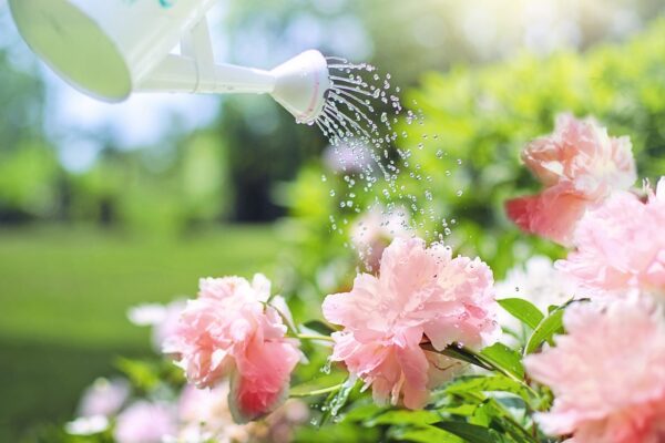 Quale acqua utilizzare per innaffiare i fiori