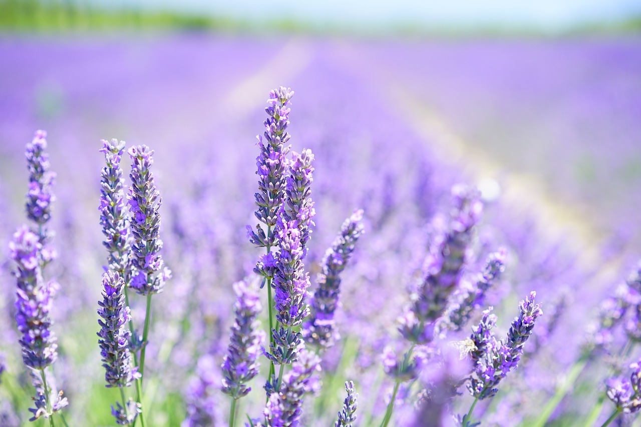 Come coltivare la lavanda