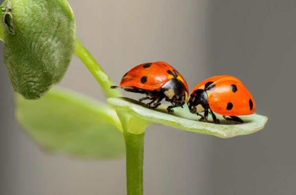 Pesticidi? No, grazie! 1 rimedi naturali contro i parassiti