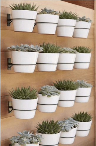 vasi di terracotta con piante grasse basse