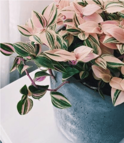 Piante per interni: quali scegliere 9 pianta con foglie rosa e verdi