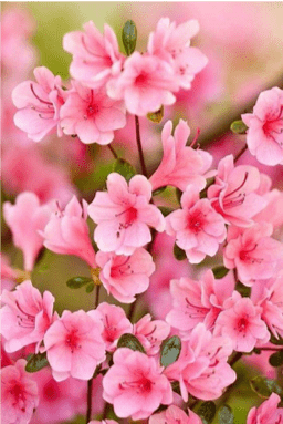 azalea rosa