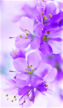 azalea viola
