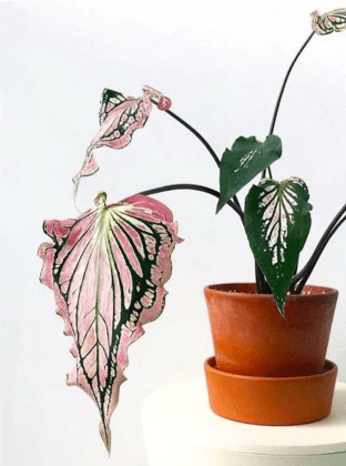 Piante per interni: quali scegliere 5 Ficus robusto