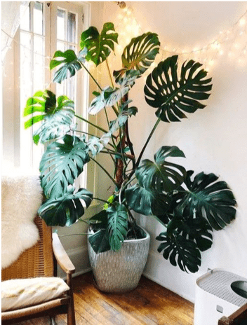 Piante per interni: quali scegliere 3 Monstera Deliciosa