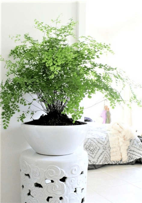 Piante per interni: quali scegliere 14 pianta in vaso da interno