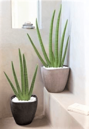 piante grasse in vaso