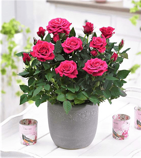 Vaso di rose rosse