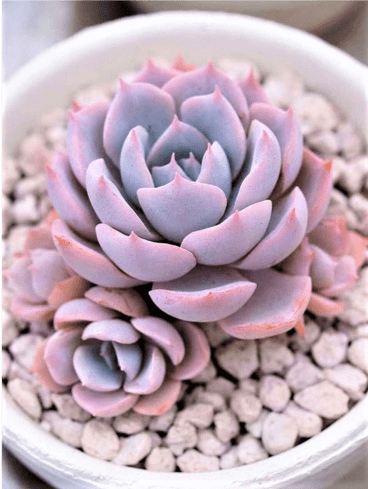 Piante per interni: quali scegliere 20 sansevieria