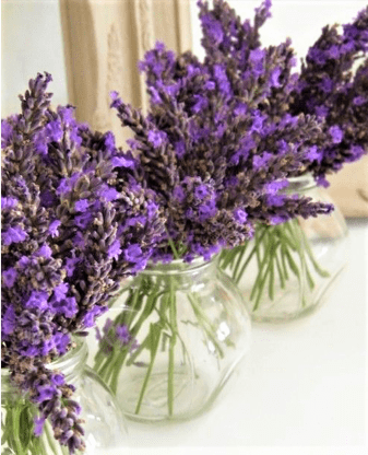 vasetti di vetro con la lavanda