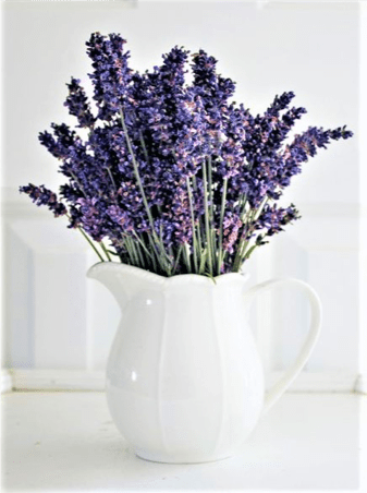 vasetto con lavanda