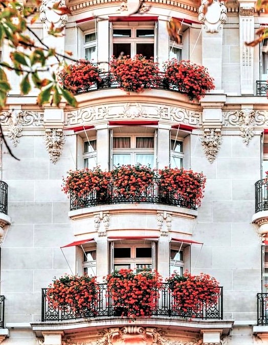 Geranio parigino 2 gruppo di finestre con fiori rossi