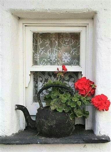 Geranio parigino 10 teiera in ferro con all'interno gerani rossi