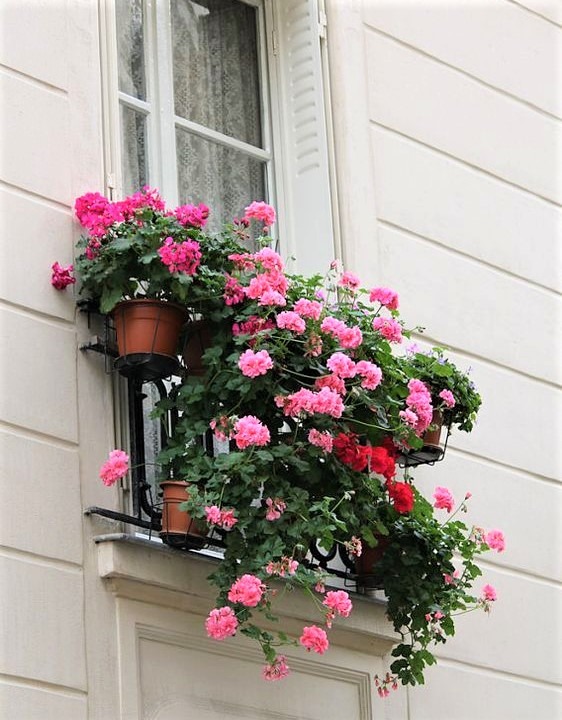 Geranio parigino 7 gerani rosa e rossi con foglie verdi