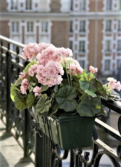 Geranio parigino 4 gerani parigini rosa chiaro