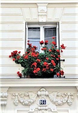 Geranio parigino 6 fiori rossi su vaso parigino